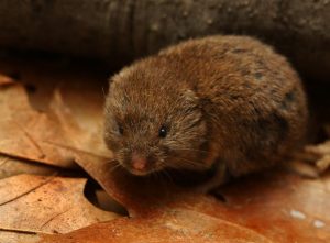 Woodland Vole Microtus Pinetorum | Structural Pest Management