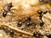 Ants Exterminator | Structural Pest Management