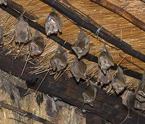 Bat Control | Bat Removal