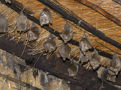 Wildlife Removal of Bats | Structural Pest Management
