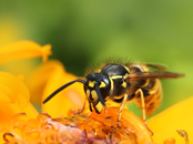 Insect Extermination | Bee and Wasp Control