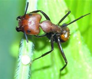 big headed ant removal | Structural Pest Management
