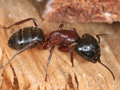 Carpenter Ants Exterminator | Structural Pest Management