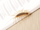 Centipedes & Millipedes Exterminator | Structural Pest Management