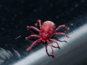 Clover Mites Exterminator | Structural Pest Management