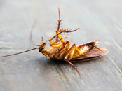 Cockroaches Exterminator | Structural Pest Management