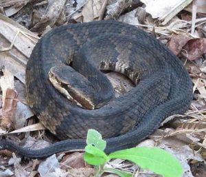 Cottonmouth Snake Management | Structural Pest Management