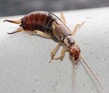 earwig removal | Structural Pest Management