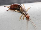 Earwigs Exterminator | Structural Pest Management