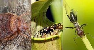 Structural Pest Management | Insect Exterminator