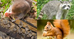 Structural Pest Management | Wildlife Exterminator