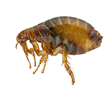 Flea control | Structural Pest Management