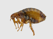 Fleas Exterminator | Structural Pest Management