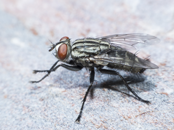 Flies Exterminator | Structural Pest Management