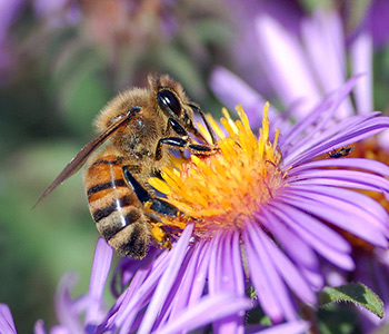 honey bee removal | Structural Pest Management