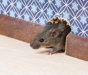 house mouse Rat Control | Structural Pest Management