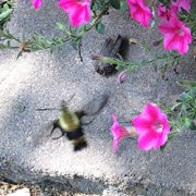 Hummingbird Moth Control | Structural Pest Management