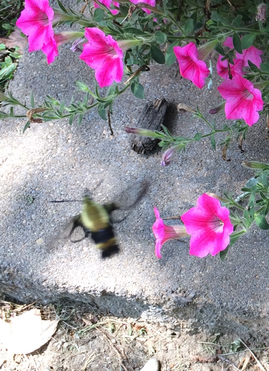 Hummingbird Moth Removal | Structural Pest Management