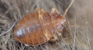 Insect Extermination | Structural Pest Management Exterminator
