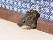 Mice Exterminator | Structural Pest Management