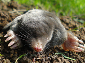 Moles Exterminator | Structural Pest Management