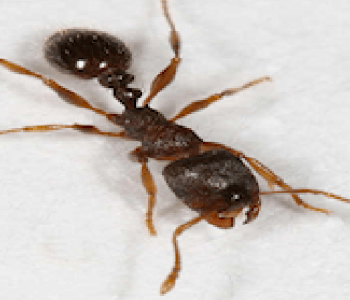 pavement ant removal | Structural Pest Management