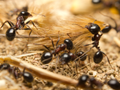 Termite & Ant Control | Pavement Ants Extermination