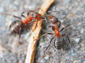 Pavement Ants Exterminator | Structural Pest Management