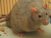 Rodents Exterminator | Structural Pest Management