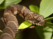 Snakes Exterminator | Structural Pest Management