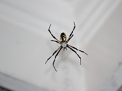 Spiders Exterminator | Structural Pest Management