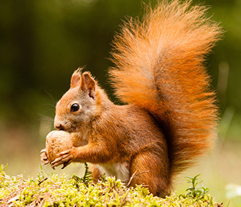 Squirrel Removal | Structural Pest Management