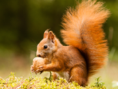 Squirrels Exterminator | Structural Pest Management
