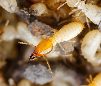 termite control | Structural Pest Management