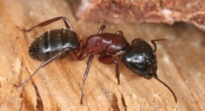 Termites Exterminator | Structural Pest Management OH
