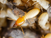 Termites Exterminator | Structural Pest Management