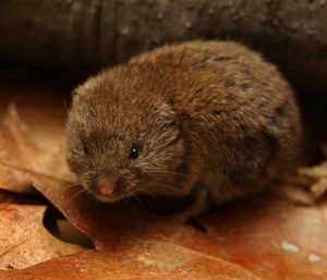 Vole Control | Structural Pest Management