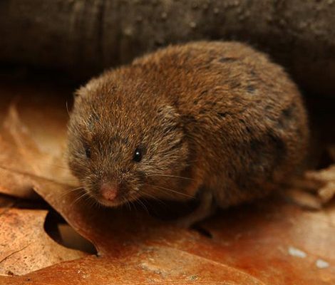 Vole Control | Structural Pest Management