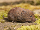 Vole Exterminator | Structural Pest Management