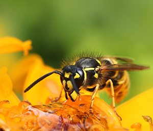 Bee & Wasp Control | Wasp Extermination