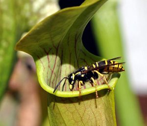 yellow jackets removal | Structural Pest Management